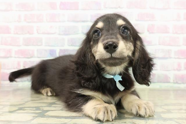 神奈川県のミニチュアダックスフンド(ロング) (Coo&RIKUパウ川崎店/2025年10月25日生まれ/男の子/ブラックイエロー)の子犬の3枚目の画像