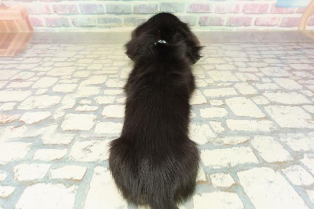 神奈川県のミニチュアダックスフンド(ロング) (Coo&RIKUパウ川崎店/2025年10月25日生まれ/男の子/ブラックイエロー)の子犬の4枚目の画像