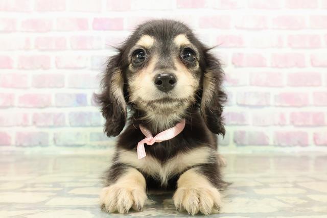 東京都のミニチュアダックスフンド(ロング) (Coo&RIKU練馬店/2025年10月25日生まれ/女の子/ブラックイエロー)の子犬の1枚目の画像