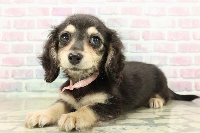 東京都のミニチュアダックスフンド(ロング) (Coo&RIKU練馬店/2025年10月25日生まれ/女の子/ブラックイエロー)の子犬の2枚目の画像