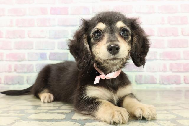 東京都のミニチュアダックスフンド(ロング) (Coo&RIKU練馬店/2025年10月25日生まれ/女の子/ブラックイエロー)の子犬の3枚目の画像