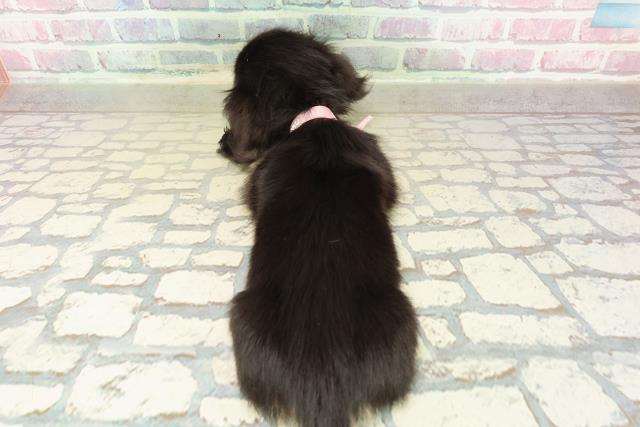 東京都のミニチュアダックスフンド(ロング) (Coo&RIKU練馬店/2025年10月25日生まれ/女の子/ブラックイエロー)の子犬の4枚目の画像