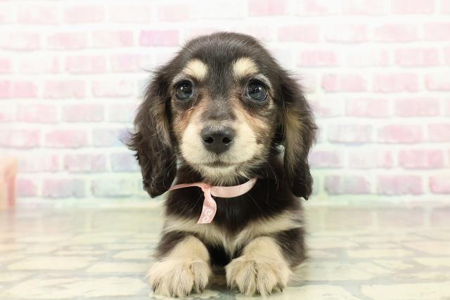 群馬県のミニチュアダックスフンド(ロング) (Coo&RIKUDCM館林店/2025年10月25日生まれ/女の子/ブラックイエロー)の子犬の1枚目の画像