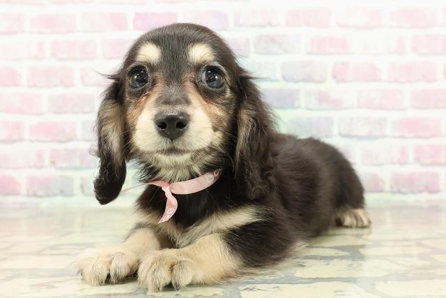 群馬県のミニチュアダックスフンド(ロング) (Coo&RIKUDCM館林店/2025年10月25日生まれ/女の子/ブラックイエロー)の子犬の2枚目の画像