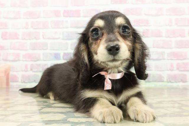 群馬県のミニチュアダックスフンド(ロング) (Coo&RIKUDCM館林店/2025年10月25日生まれ/女の子/ブラックイエロー)の子犬の3枚目の画像