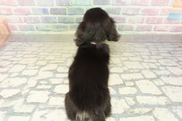 群馬県のミニチュアダックスフンド(ロング) (Coo&RIKUDCM館林店/2025年10月25日生まれ/女の子/ブラックイエロー)の子犬の4枚目の画像