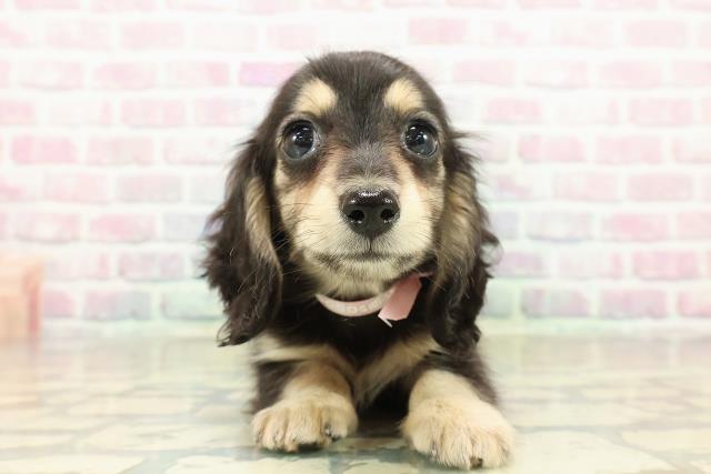 茨城県のミニチュアダックスフンド(ロング) (Coo&RIKUMEGAドン・キホーテ勝田店/2025年10月25日生まれ/女の子/ブラックイエロー)の子犬の1枚目の画像