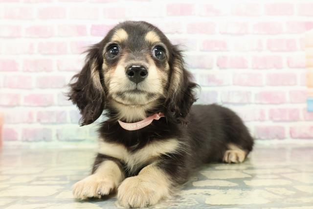 茨城県のミニチュアダックスフンド(ロング) (Coo&RIKUMEGAドン・キホーテ勝田店/2025年10月25日生まれ/女の子/ブラックイエロー)の子犬の2枚目の画像