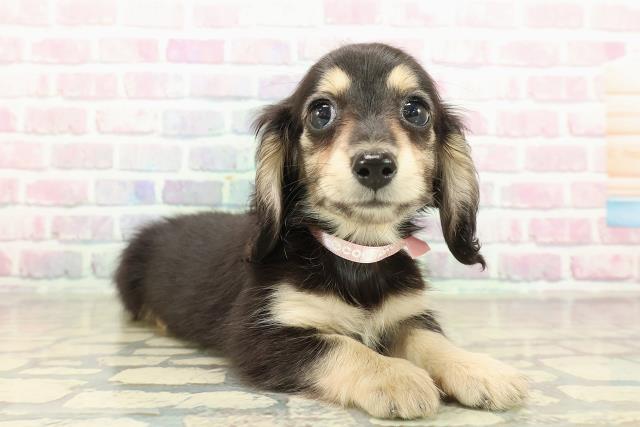 茨城県のミニチュアダックスフンド(ロング) (Coo&RIKUMEGAドン・キホーテ勝田店/2025年10月25日生まれ/女の子/ブラックイエロー)の子犬の3枚目の画像