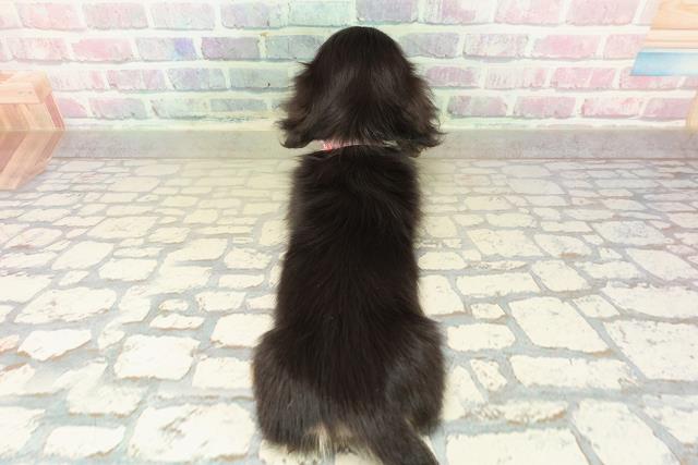 茨城県のミニチュアダックスフンド(ロング) (Coo&RIKUMEGAドン・キホーテ勝田店/2025年10月25日生まれ/女の子/ブラックイエロー)の子犬の4枚目の画像