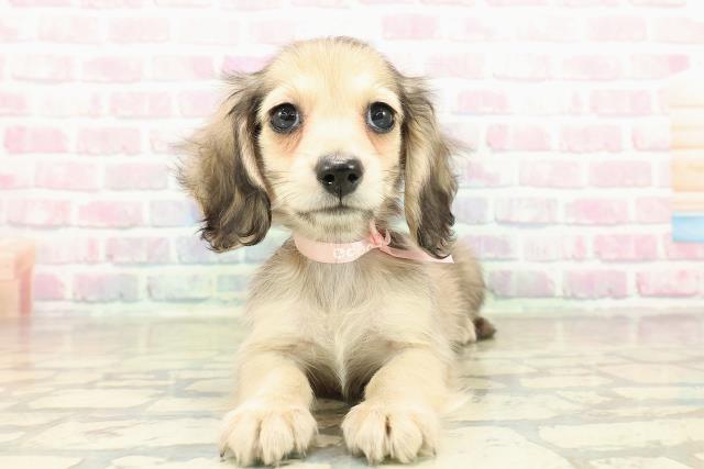 茨城県のミニチュアダックスフンド(ロング) (Coo&RIKU水戸店/2025年10月25日生まれ/女の子/シェーデットイエロー)の子犬の1枚目の画像