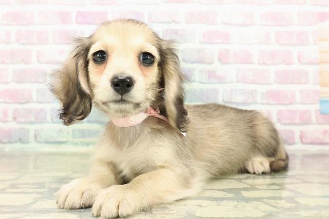 茨城県のミニチュアダックスフンド(ロング) (Coo&RIKU水戸店/2025年10月25日生まれ/女の子/シェーデットイエロー)の子犬の2枚目の画像