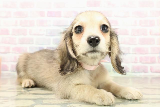 茨城県のミニチュアダックスフンド(ロング) (Coo&RIKU水戸店/2025年10月25日生まれ/女の子/シェーデットイエロー)の子犬の3枚目の画像