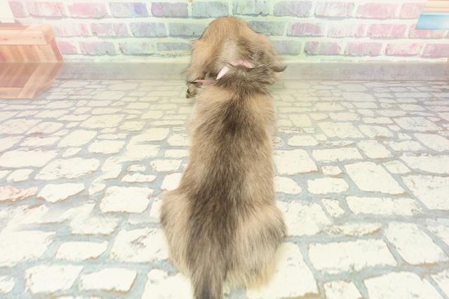 茨城県のミニチュアダックスフンド(ロング) (Coo&RIKU水戸店/2025年10月25日生まれ/女の子/シェーデットイエロー)の子犬の4枚目の画像