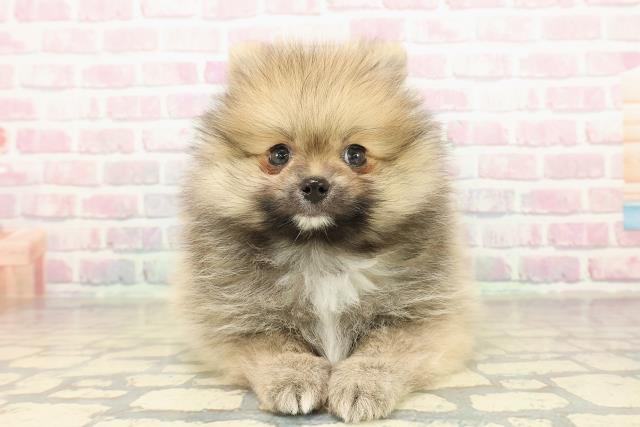 群馬県のポメラニアン (Coo&RIKUDCM館林店/2025年10月25日生まれ/男の子/オレンジ)の子犬の1枚目の画像