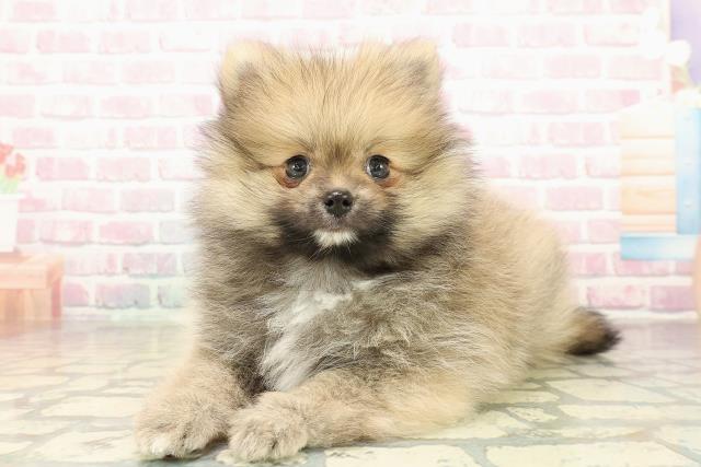 群馬県のポメラニアン (Coo&RIKUDCM館林店/2025年10月25日生まれ/男の子/オレンジ)の子犬の2枚目の画像