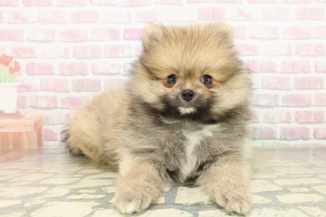 群馬県のポメラニアン (Coo&RIKUDCM館林店/2025年10月25日生まれ/男の子/オレンジ)の子犬の3枚目の画像