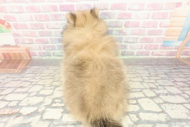 群馬県のポメラニアン (Coo&RIKUDCM館林店/2025年10月25日生まれ/男の子/オレンジ)の子犬の4枚目の画像