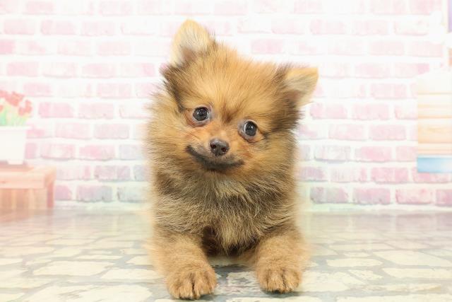 茨城県のポメラニアン (Coo&RIKUMEGAドン・キホーテ勝田店/2025年10月25日生まれ/男の子/オレンジ)の子犬の1枚目の画像