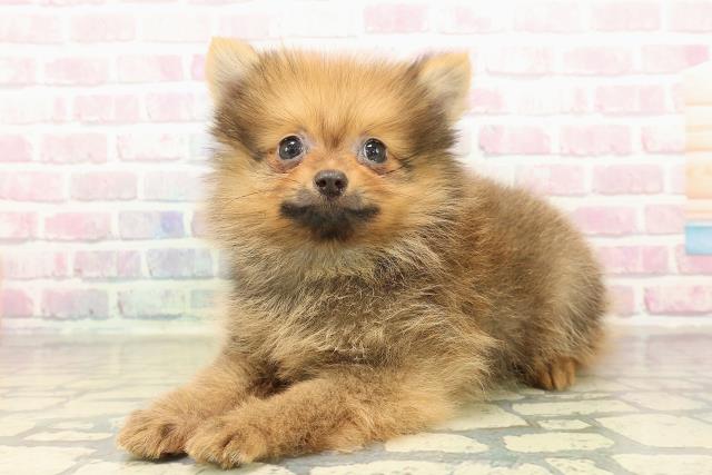 茨城県のポメラニアン (Coo&RIKUMEGAドン・キホーテ勝田店/2025年10月25日生まれ/男の子/オレンジ)の子犬の2枚目の画像