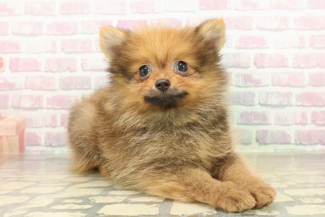 茨城県のポメラニアン (Coo&RIKUMEGAドン・キホーテ勝田店/2025年10月25日生まれ/男の子/オレンジ)の子犬の3枚目の画像