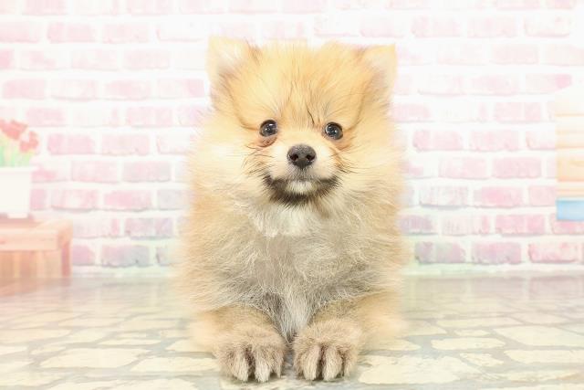 東京都のポメラニアン (Coo&RIKU八王子西店/2025年10月25日生まれ/女の子/オレンジ)の子犬の1枚目の画像