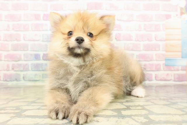 東京都のポメラニアン (Coo&RIKU八王子西店/2025年10月25日生まれ/女の子/オレンジ)の子犬の2枚目の画像