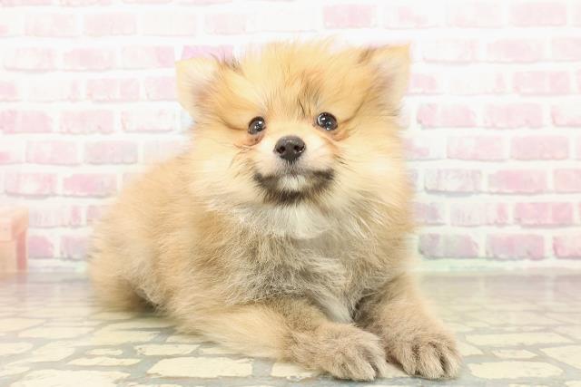 東京都のポメラニアン (Coo&RIKU八王子西店/2025年10月25日生まれ/女の子/オレンジ)の子犬の3枚目の画像