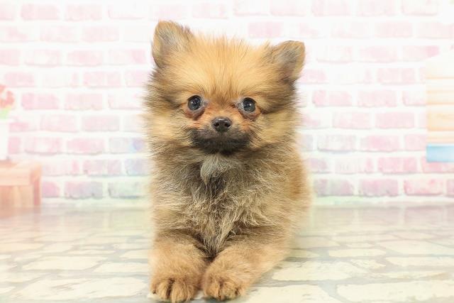 山梨県のポメラニアン (Coo&RIKU甲府昭和通り店/2025年10月25日生まれ/女の子/オレンジ)の子犬の1枚目の画像