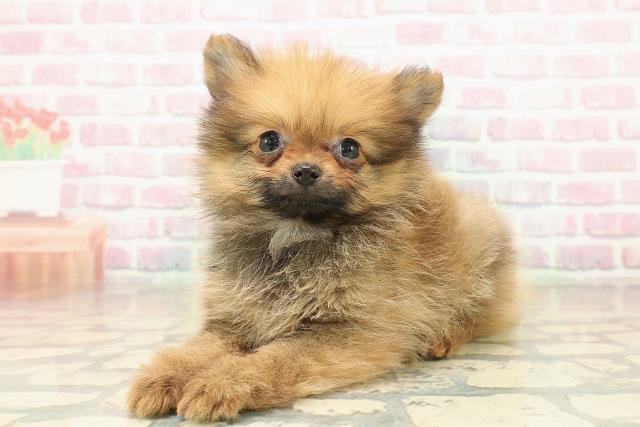 山梨県のポメラニアン (Coo&RIKU甲府昭和通り店/2025年10月25日生まれ/女の子/オレンジ)の子犬の2枚目の画像