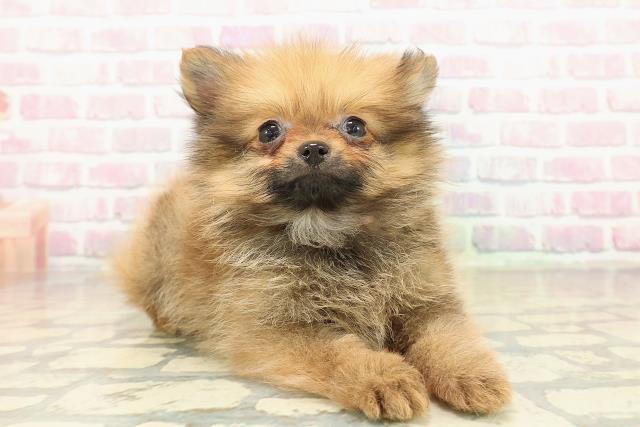 山梨県のポメラニアン (Coo&RIKU甲府昭和通り店/2025年10月25日生まれ/女の子/オレンジ)の子犬の3枚目の画像