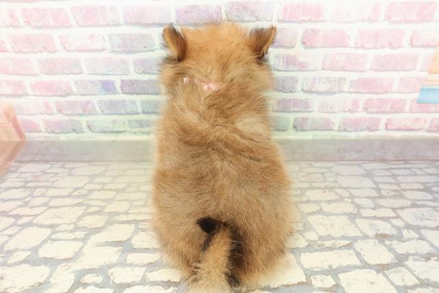 山梨県のポメラニアン (Coo&RIKU甲府昭和通り店/2025年10月25日生まれ/女の子/オレンジ)の子犬の4枚目の画像