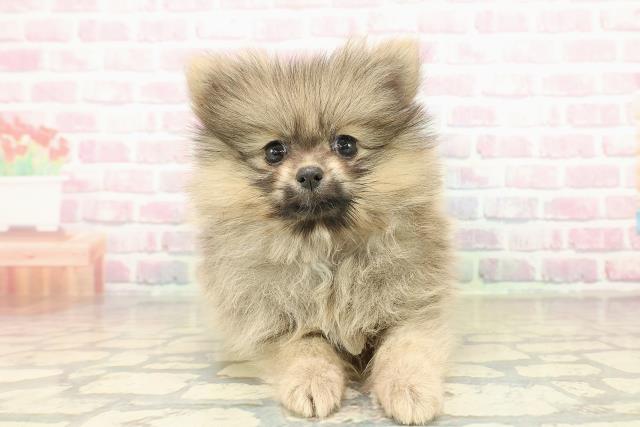 栃木県のポメラニアン (Coo&RIKUFKDインターパーク店/2025年10月26日生まれ/女の子/ウルフセーブル)の子犬の1枚目の画像