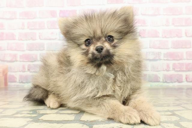 栃木県のポメラニアン (Coo&RIKUFKDインターパーク店/2025年10月26日生まれ/女の子/ウルフセーブル)の子犬の3枚目の画像