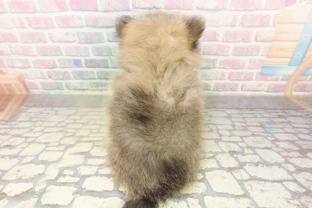 栃木県のポメラニアン (Coo&RIKUFKDインターパーク店/2025年10月26日生まれ/女の子/ウルフセーブル)の子犬の4枚目の画像