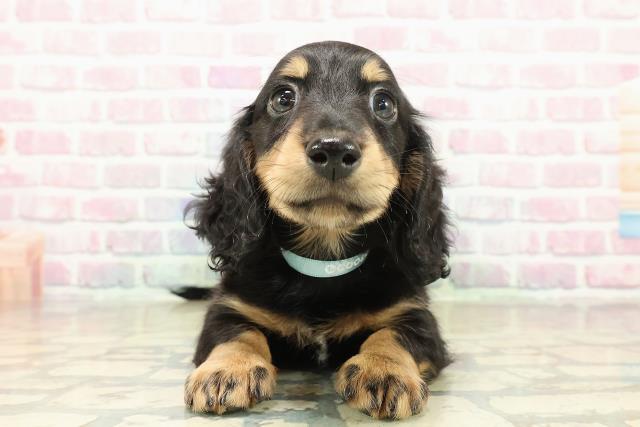 茨城県のミニチュアダックスフンド(ロング) (Coo&RIKU石岡店/2025年10月27日生まれ/男の子/ブラックタン)の子犬の1枚目の画像