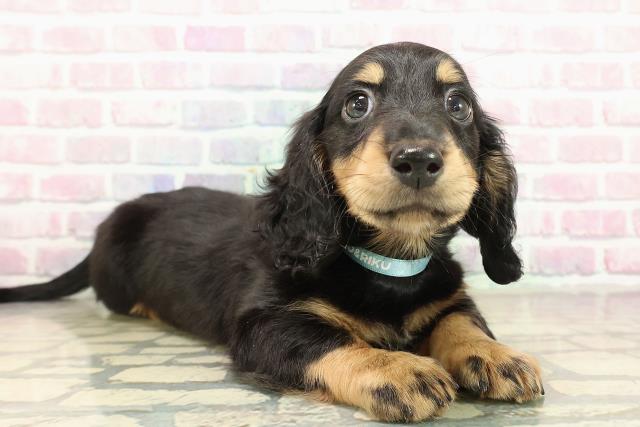 茨城県のミニチュアダックスフンド(ロング) (Coo&RIKU石岡店/2025年10月27日生まれ/男の子/ブラックタン)の子犬の3枚目の画像