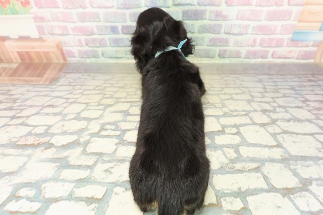 茨城県のミニチュアダックスフンド(ロング) (Coo&RIKU石岡店/2025年10月27日生まれ/男の子/ブラックタン)の子犬の4枚目の画像