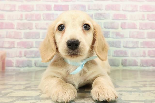 神奈川県のミニチュアダックスフンド(ロング) (Coo&RIKU平塚店/2025年10月27日生まれ/男の子/イエロー)の子犬の1枚目の画像