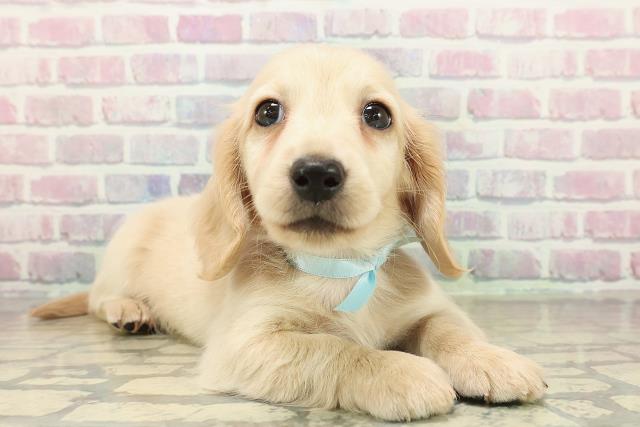 神奈川県のミニチュアダックスフンド(ロング) (Coo&RIKU平塚店/2025年10月27日生まれ/男の子/イエロー)の子犬の3枚目の画像