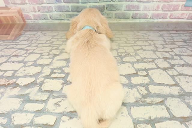 神奈川県のミニチュアダックスフンド(ロング) (Coo&RIKU平塚店/2025年10月27日生まれ/男の子/イエロー)の子犬の4枚目の画像