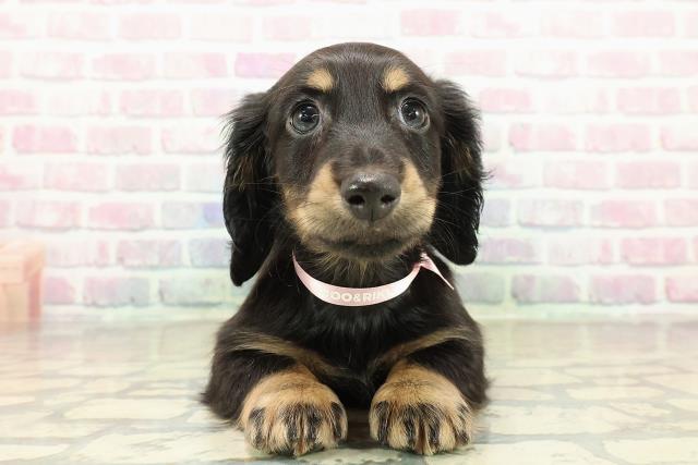 東京都のミニチュアダックスフンド(ロング) (Coo&RIKU江戸川店/2025年10月27日生まれ/女の子/ブラックタン)の子犬の1枚目の画像