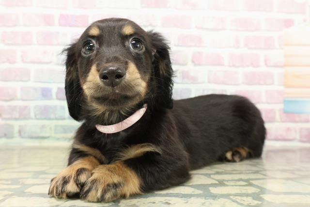 東京都のミニチュアダックスフンド(ロング) (Coo&RIKU江戸川店/2025年10月27日生まれ/女の子/ブラックタン)の子犬の2枚目の画像