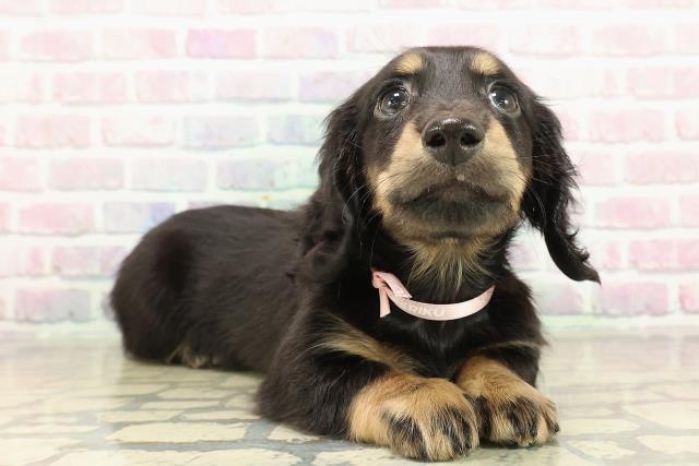 東京都のミニチュアダックスフンド(ロング) (Coo&RIKU江戸川店/2025年10月27日生まれ/女の子/ブラックタン)の子犬の3枚目の画像