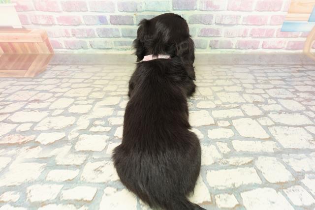 東京都のミニチュアダックスフンド(ロング) (Coo&RIKU江戸川店/2025年10月27日生まれ/女の子/ブラックタン)の子犬の4枚目の画像