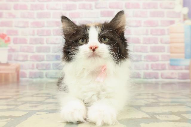 栃木県のノルウェージャンフォレストキャット (Coo&RIKUFKDインターパーク店/2025年10月28日生まれ/女の子/キャリコ)の子猫の1枚目の画像