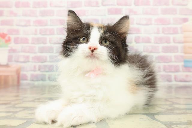 栃木県のノルウェージャンフォレストキャット (Coo&RIKUFKDインターパーク店/2025年10月28日生まれ/女の子/キャリコ)の子猫の2枚目の画像