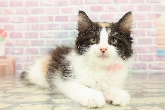 栃木県のノルウェージャンフォレストキャット (Coo&RIKUFKDインターパーク店/2025年10月28日生まれ/女の子/キャリコ)の子猫の3枚目の画像