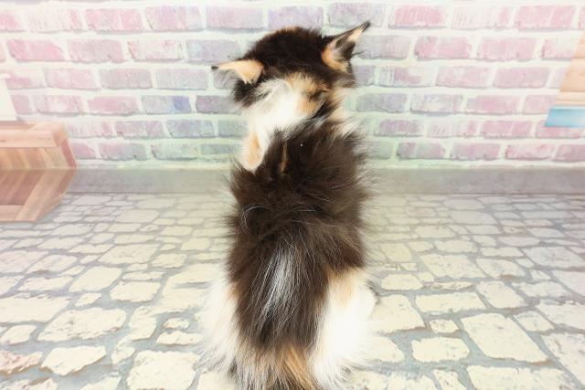 栃木県のノルウェージャンフォレストキャット (Coo&RIKUFKDインターパーク店/2025年10月28日生まれ/女の子/キャリコ)の子猫の4枚目の画像