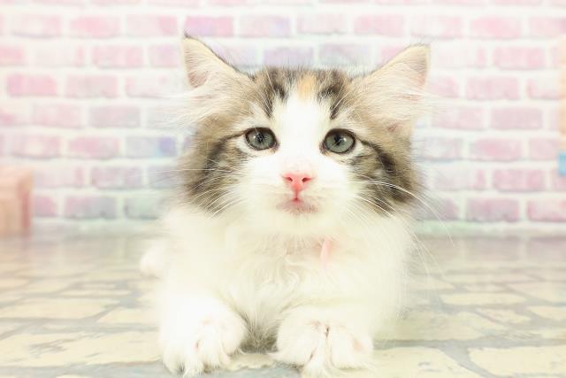 茨城県のノルウェージャンフォレストキャット (Coo&RIKU石岡店/2025年10月28日生まれ/女の子/ブラウンパッチドタビーホワイト)の子猫の1枚目の画像